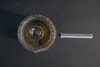 嚙齒類胎兒藏品圖，第5張