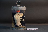 羊的胚胎藏品圖，第1張