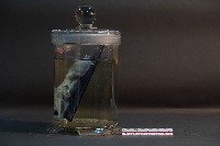 羊的胚胎藏品圖，第2張