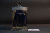 羊的胚胎藏品圖，第3張