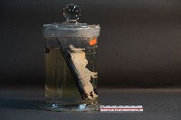 羊的胚胎藏品圖，第4張