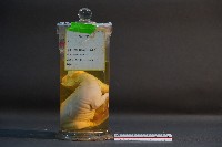 鹿的胎兒藏品圖，第3張