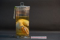 鹿的胎兒藏品圖，第4張