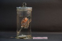 蝙蝠藏品圖，第2張