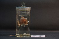 蝙蝠藏品圖，第3張