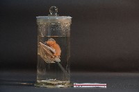 蝙蝠藏品圖，第4張