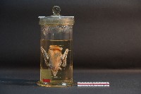 蝙蝠藏品圖，第1張