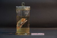 蝙蝠藏品圖，第2張