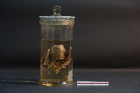 蝙蝠藏品圖，第3張