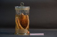 蝙蝠藏品圖，第3張