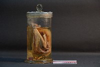 蝙蝠藏品圖，第4張