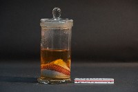 臺灣穿山甲胎兒(含子宮)藏品圖，第2張