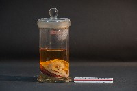 臺灣穿山甲胎兒(含子宮)藏品圖，第3張