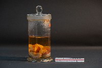 臺灣穿山甲胎兒(含子宮)藏品圖，第4張