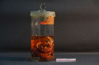 臺灣穿山甲藏品圖，第1張