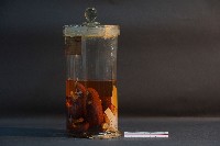 臺灣穿山甲藏品圖，第2張