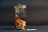 臺灣穿山甲藏品圖，第3張