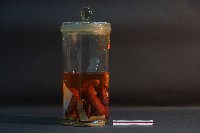 臺灣穿山甲藏品圖，第4張