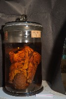 臺灣穿山甲(鯪鯉)藏品圖，第1張