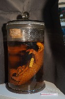 臺灣穿山甲(鯪鯉)藏品圖，第2張