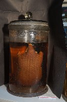 臺灣穿山甲(鯪鯉)藏品圖，第3張