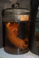 臺灣穿山甲(鯪鯉)藏品圖，第4張