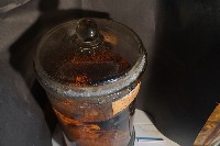 臺灣穿山甲(鯪鯉)藏品圖，第5張