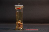 蝙蝠成體與胚胎藏品圖，第1張