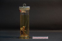 蝙蝠成體與胚胎藏品圖，第2張