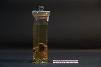 蝙蝠成體與胚胎藏品圖，第3張