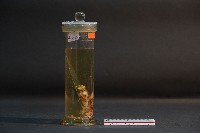 蝙蝠成體與胚胎藏品圖，第4張