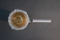 蝙蝠成體與胚胎藏品圖，第5張