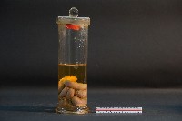 豬的胚胎藏品圖，第1張