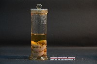 豬的胚胎藏品圖，第2張