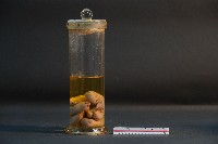 豬的胚胎藏品圖，第3張