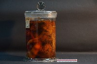 麝香貓藏品圖，第2張