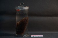 赤腹松鼠藏品圖，第2張