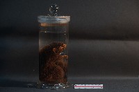 赤腹松鼠藏品圖，第3張