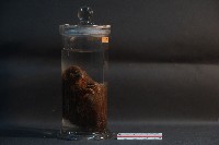 赤腹松鼠藏品圖，第4張