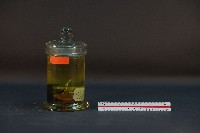 鼴鼠藏品圖，第4張