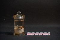 嚙齒類胎兒藏品圖，第1張