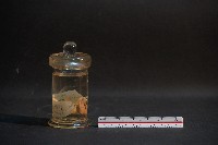 嚙齒類胎兒藏品圖，第2張