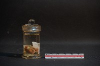 嚙齒類胎兒藏品圖，第3張