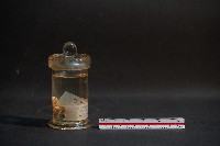 嚙齒類胎兒藏品圖，第4張