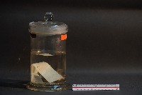 蝙蝠藏品圖，第2張