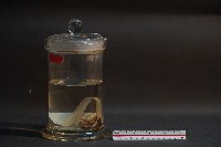 蝙蝠藏品圖，第3張