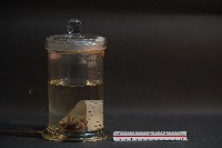 蝙蝠藏品圖，第4張
