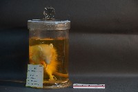 鬼鼠藏品圖，第2張