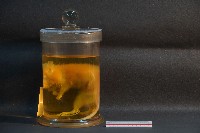 鬼鼠藏品圖，第3張