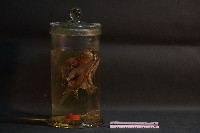 蝙蝠藏品圖，第1張